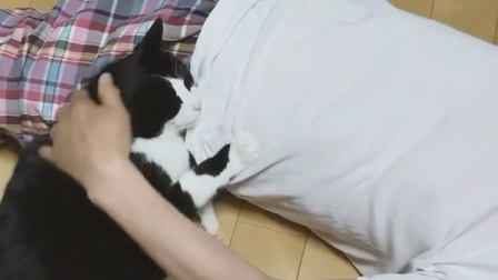 比女朋友还粘人的猫,只要主人在家就趴在其身边